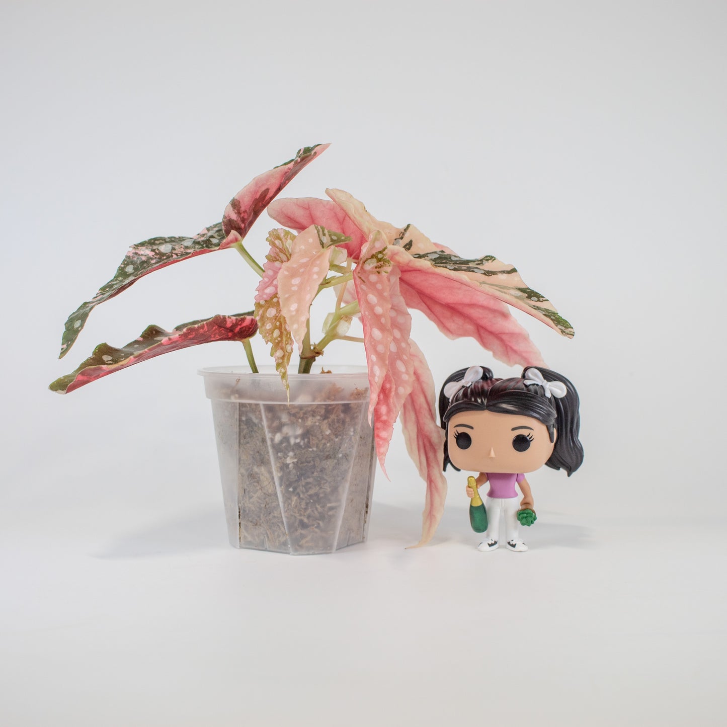 Begonia 'Maculata' Pink Variegated (2519)