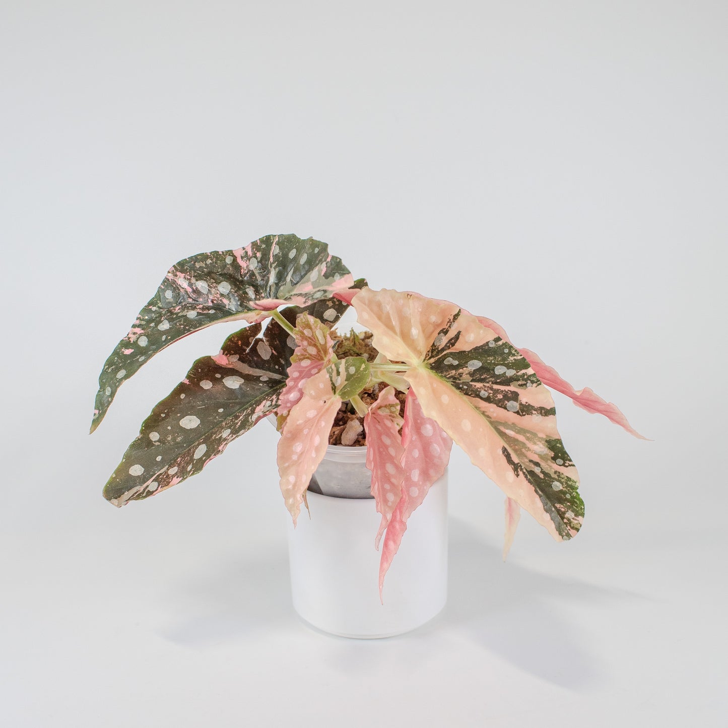 Begonia 'Maculata' Pink Variegated (2519)