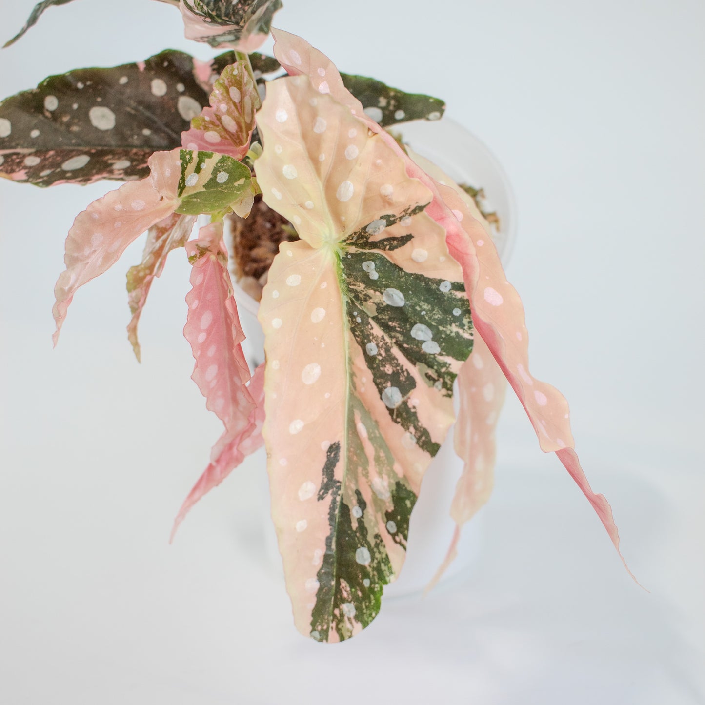 Begonia 'Maculata' Pink Variegated (2519)