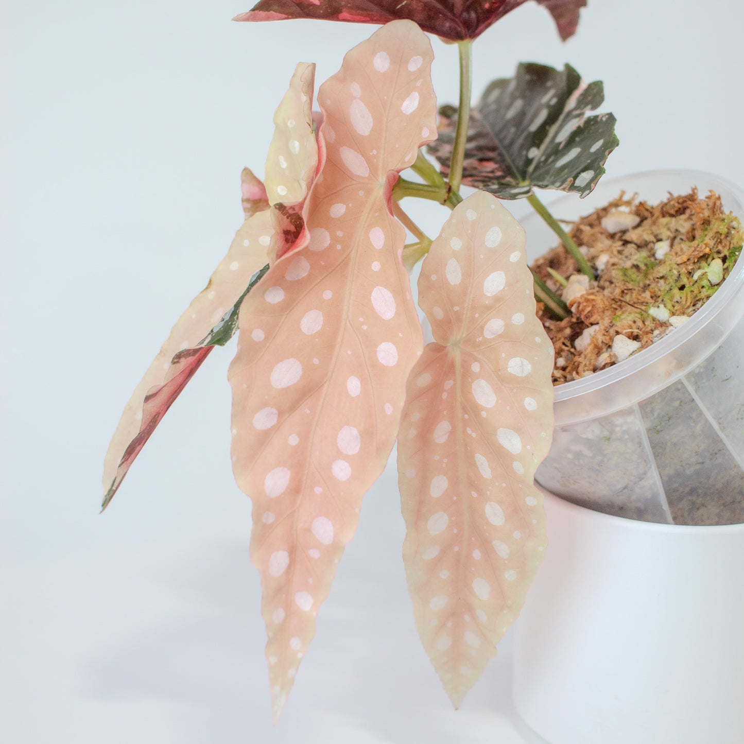 Begonia 'Maculata' Pink Variegated (2519)