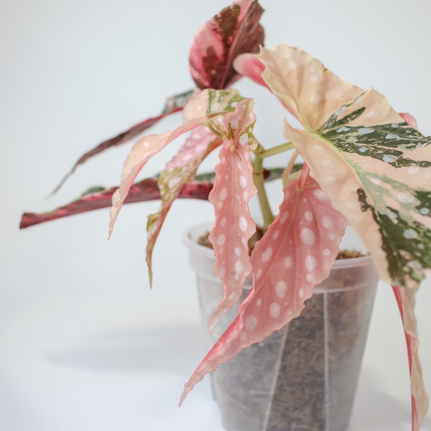 Begonia 'Maculata' Pink Variegated (2519)