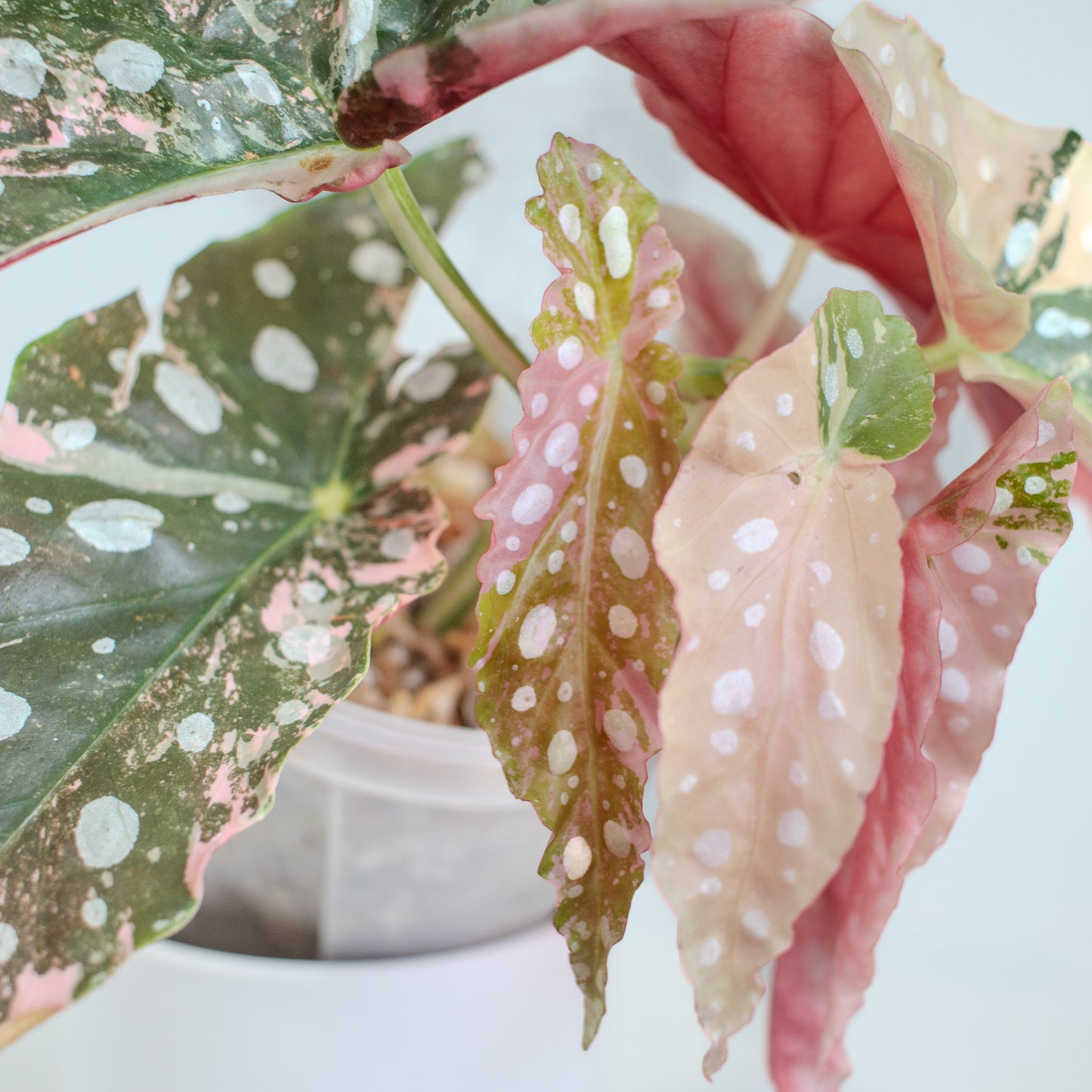 Begonia 'Maculata' Pink Variegated (2519)