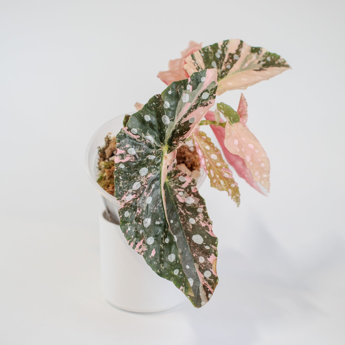 Begonia 'Maculata' Pink Variegated (2519)