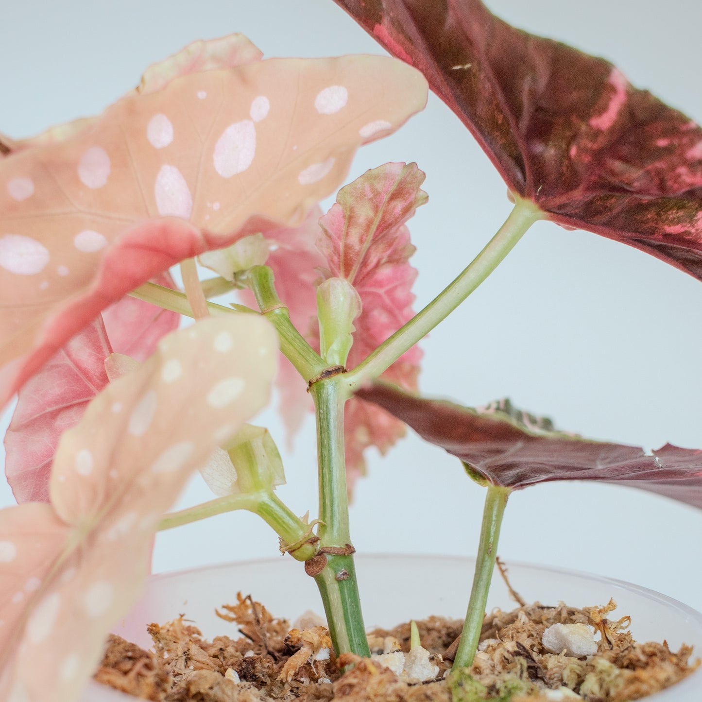 Begonia 'Maculata' Pink Variegated (2519)