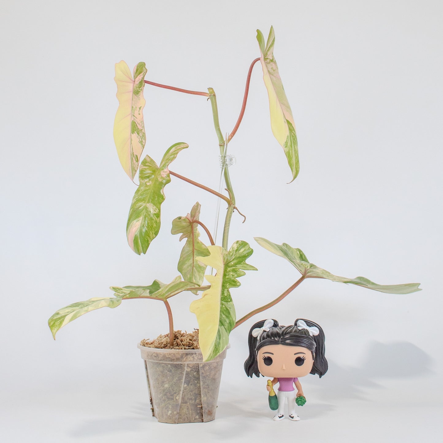 Philodendron 'Florida Beauty x Bobcee' Variegated (2522)