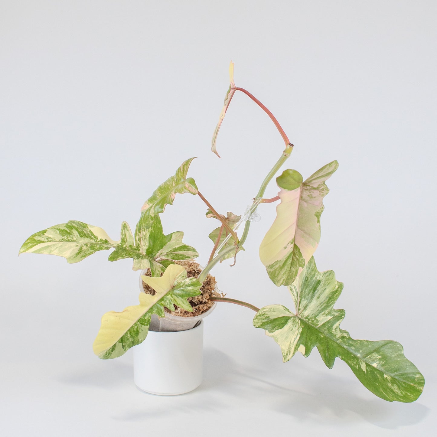 Philodendron 'Florida Beauty x Bobcee' Variegated (2522)