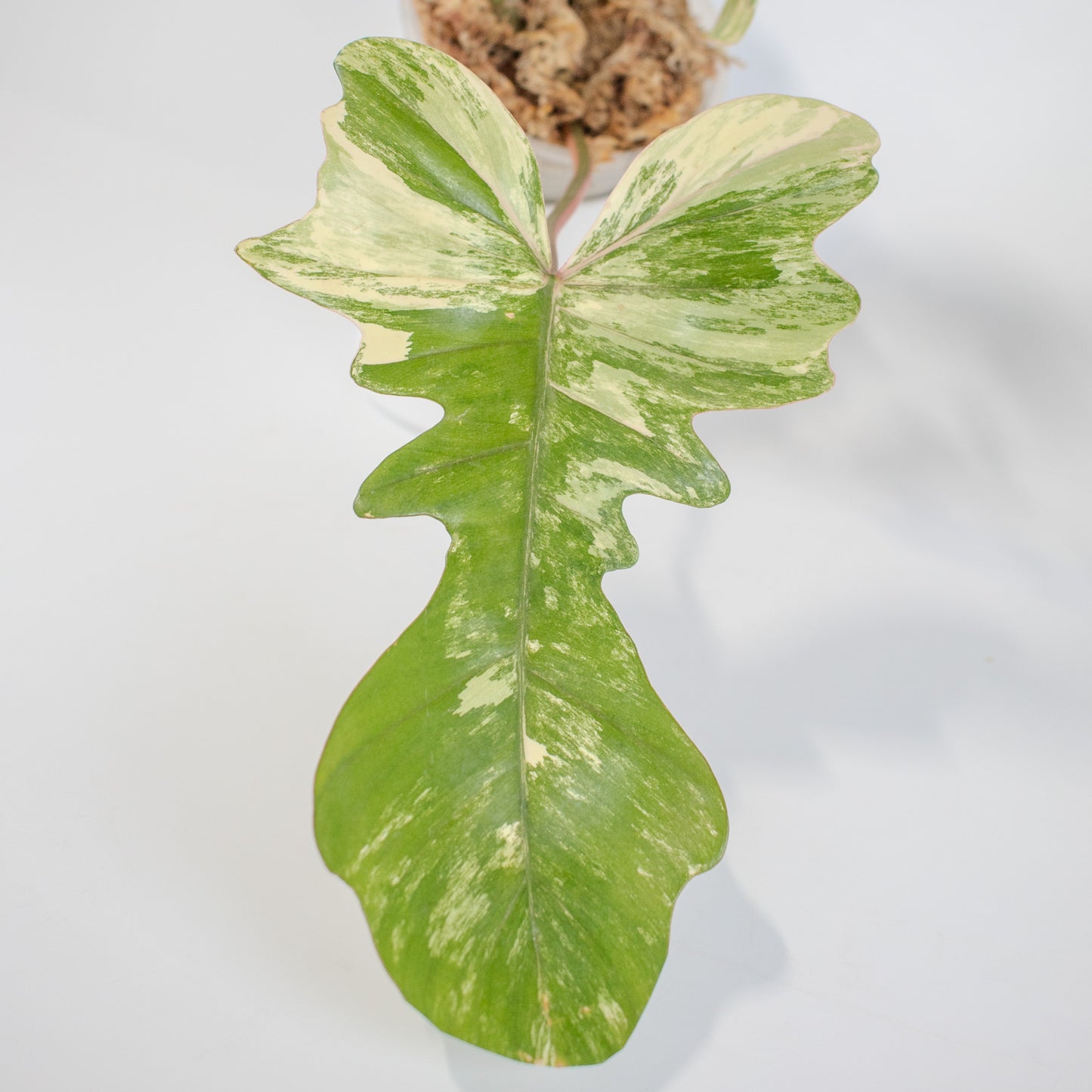 Philodendron 'Florida Beauty x Bobcee' Variegated (2522)