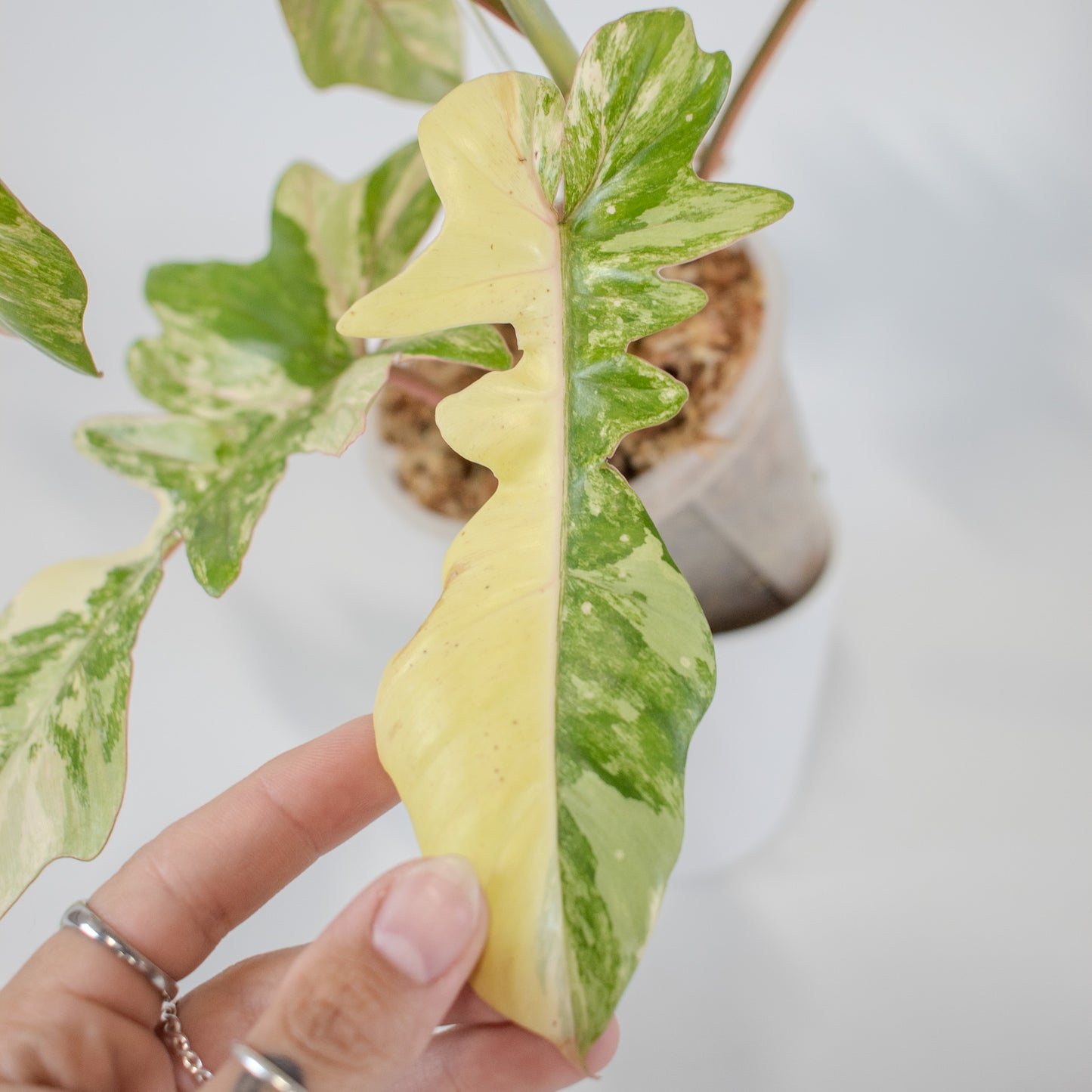 Philodendron 'Florida Beauty x Bobcee' Variegated (2522)