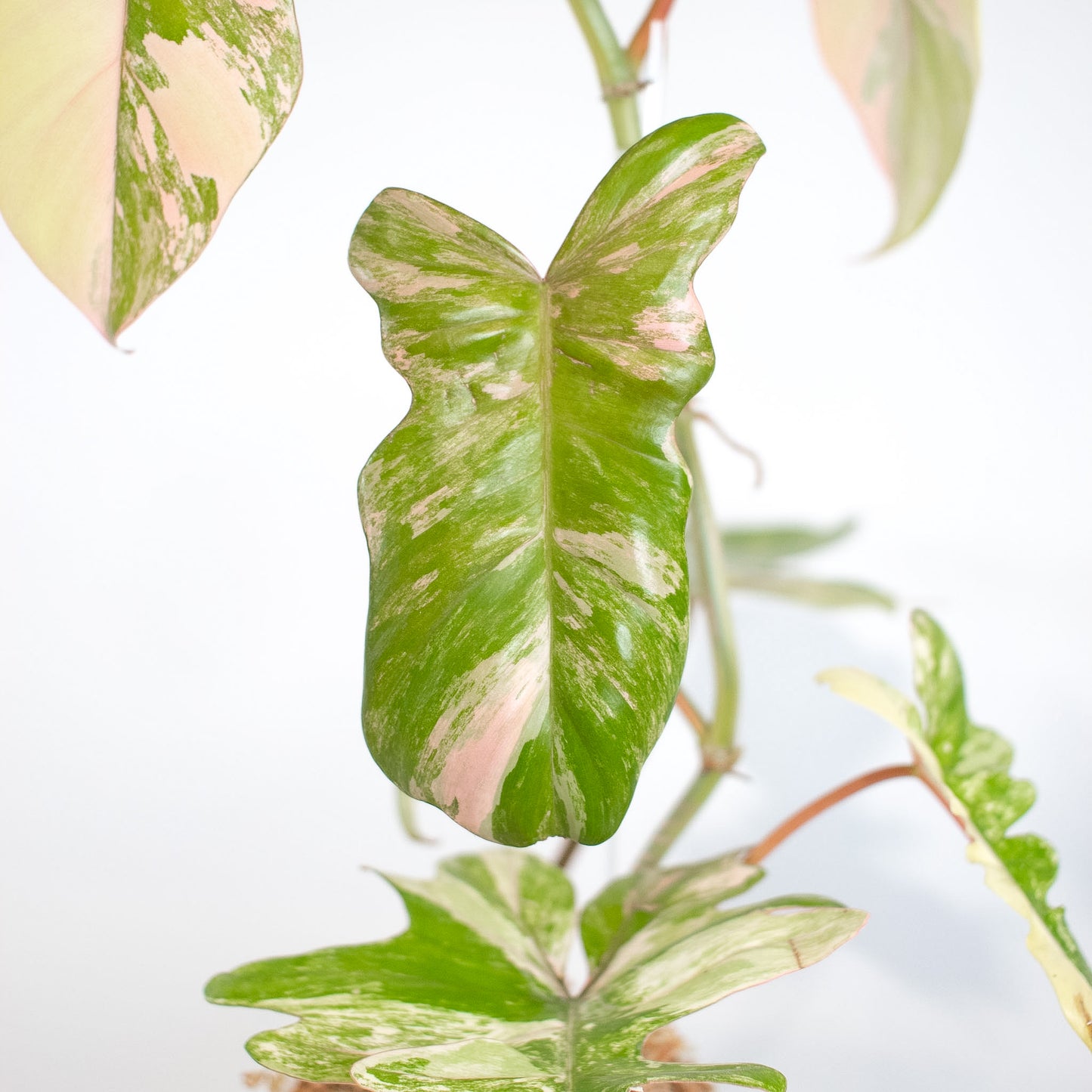 Philodendron 'Florida Beauty x Bobcee' Variegated (2522)