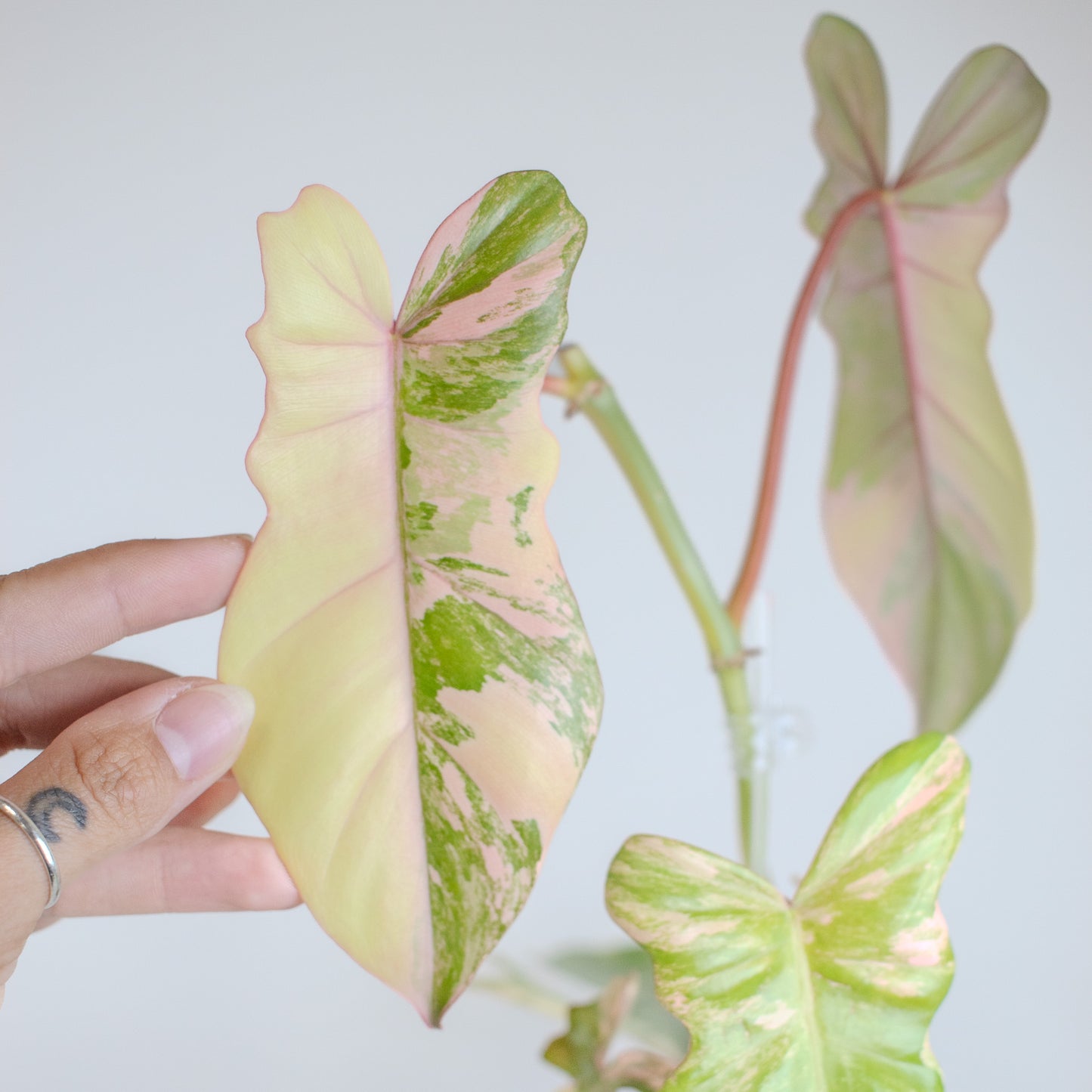 Philodendron 'Florida Beauty x Bobcee' Variegated (2522)