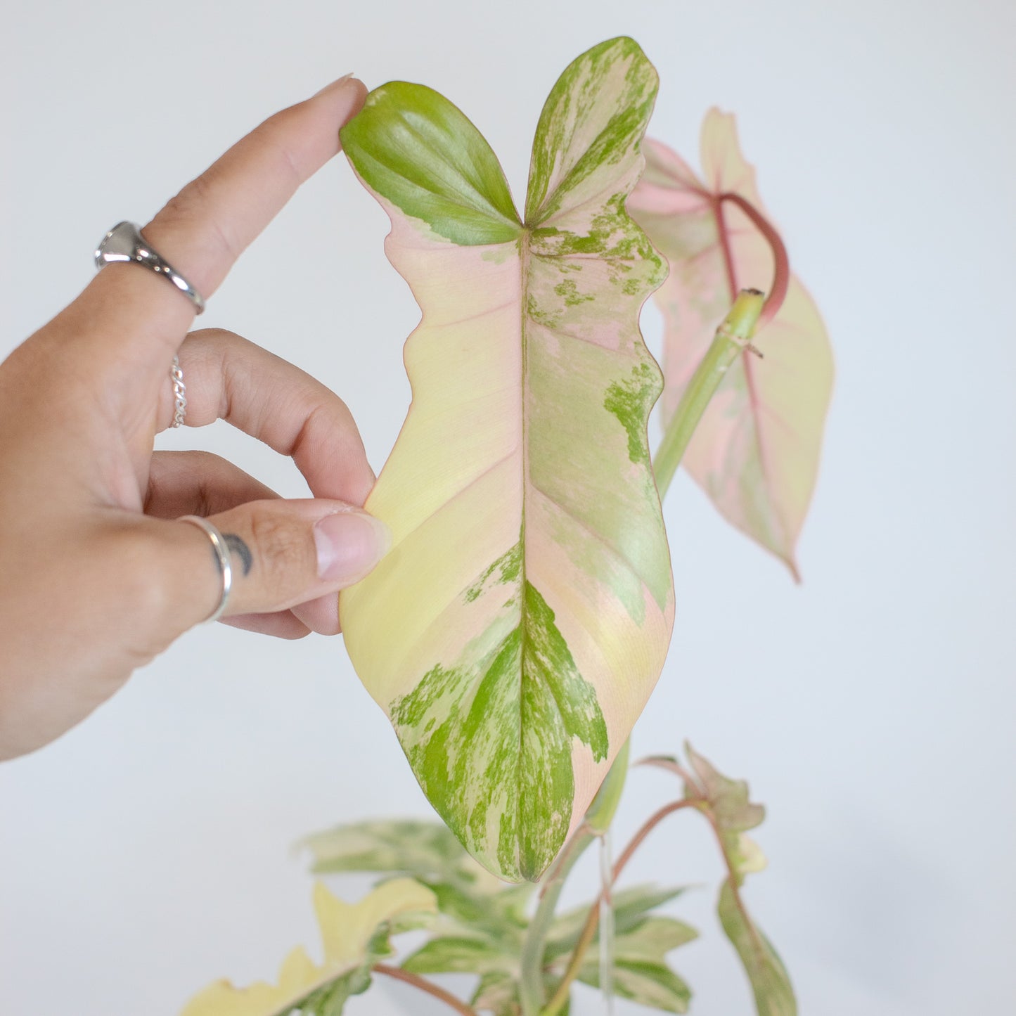 Philodendron 'Florida Beauty x Bobcee' Variegated (2522)