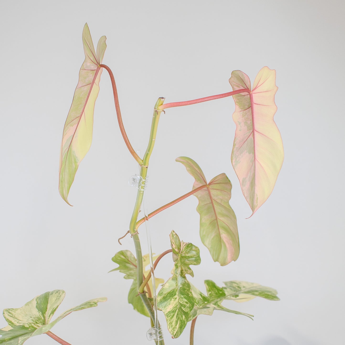 Philodendron 'Florida Beauty x Bobcee' Variegated (2522)