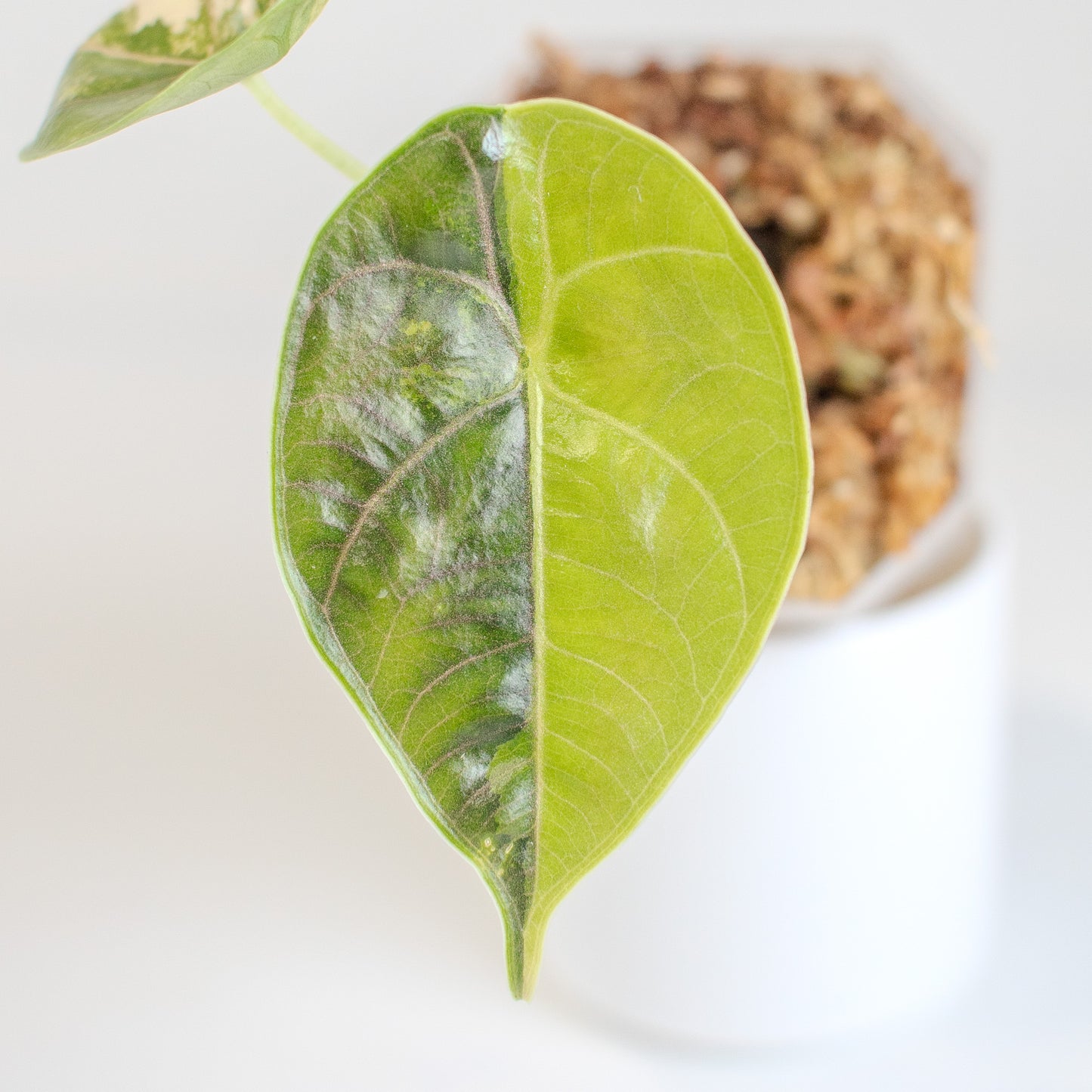 Alocasia Azlanii Aurea (2506)