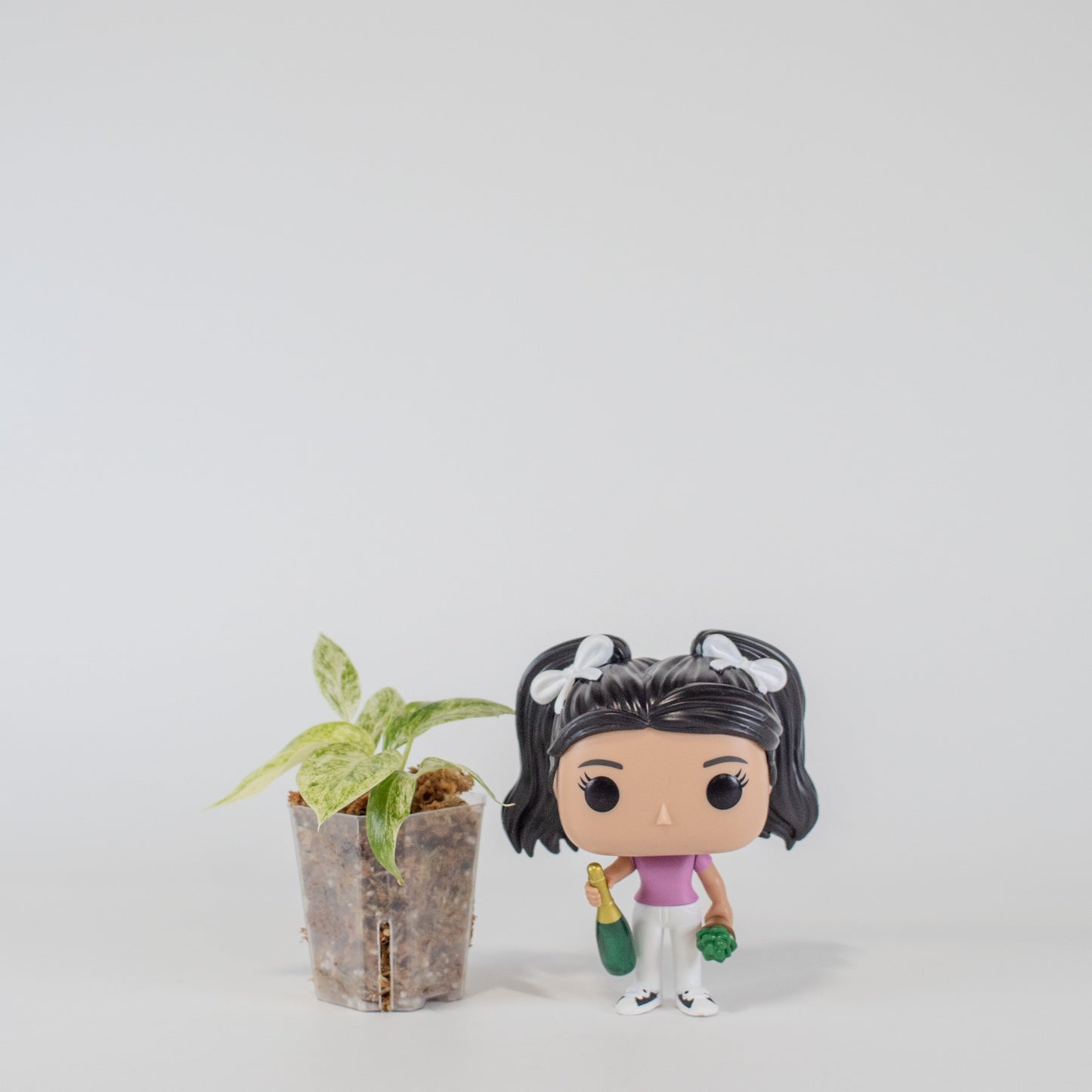 Philodendron Giganteum Blizzard (2516)