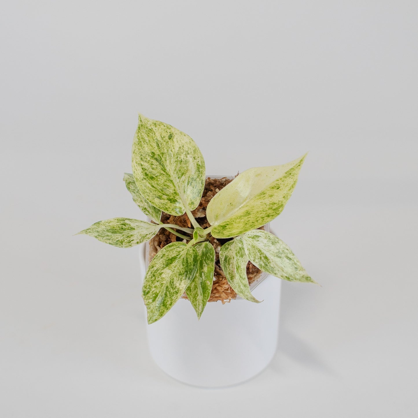 Philodendron Giganteum Blizzard (2516)
