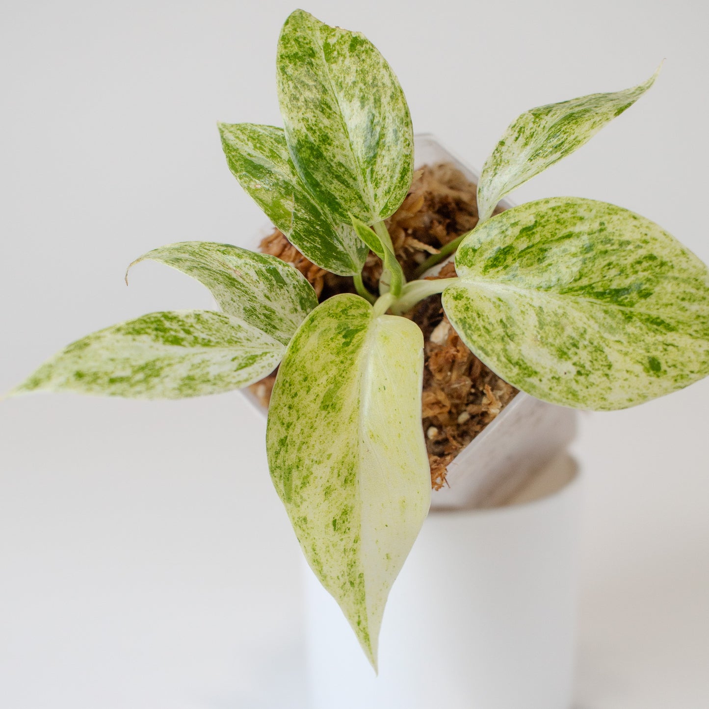 Philodendron Giganteum Blizzard (2516)