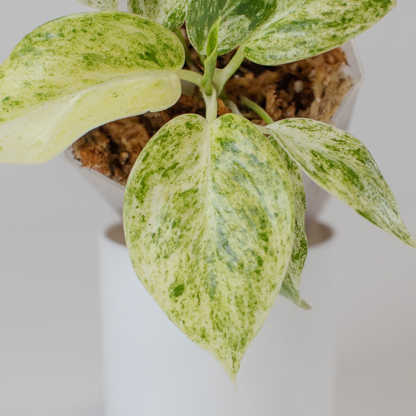 Philodendron Giganteum Blizzard (2516)
