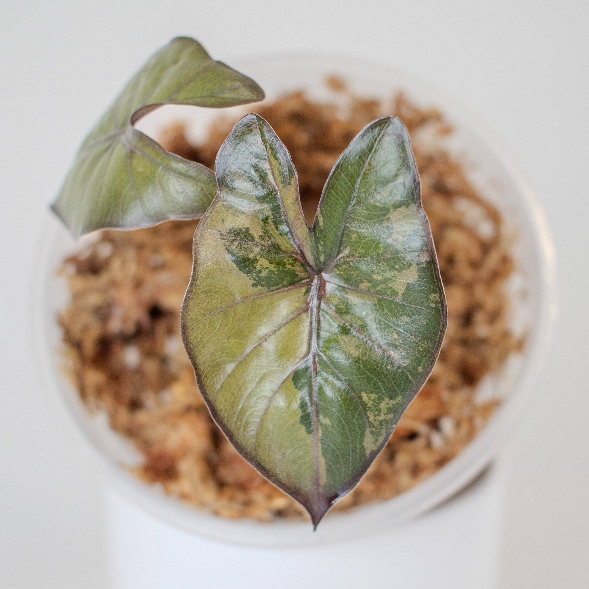Unicorn Plants – Dandi Plants