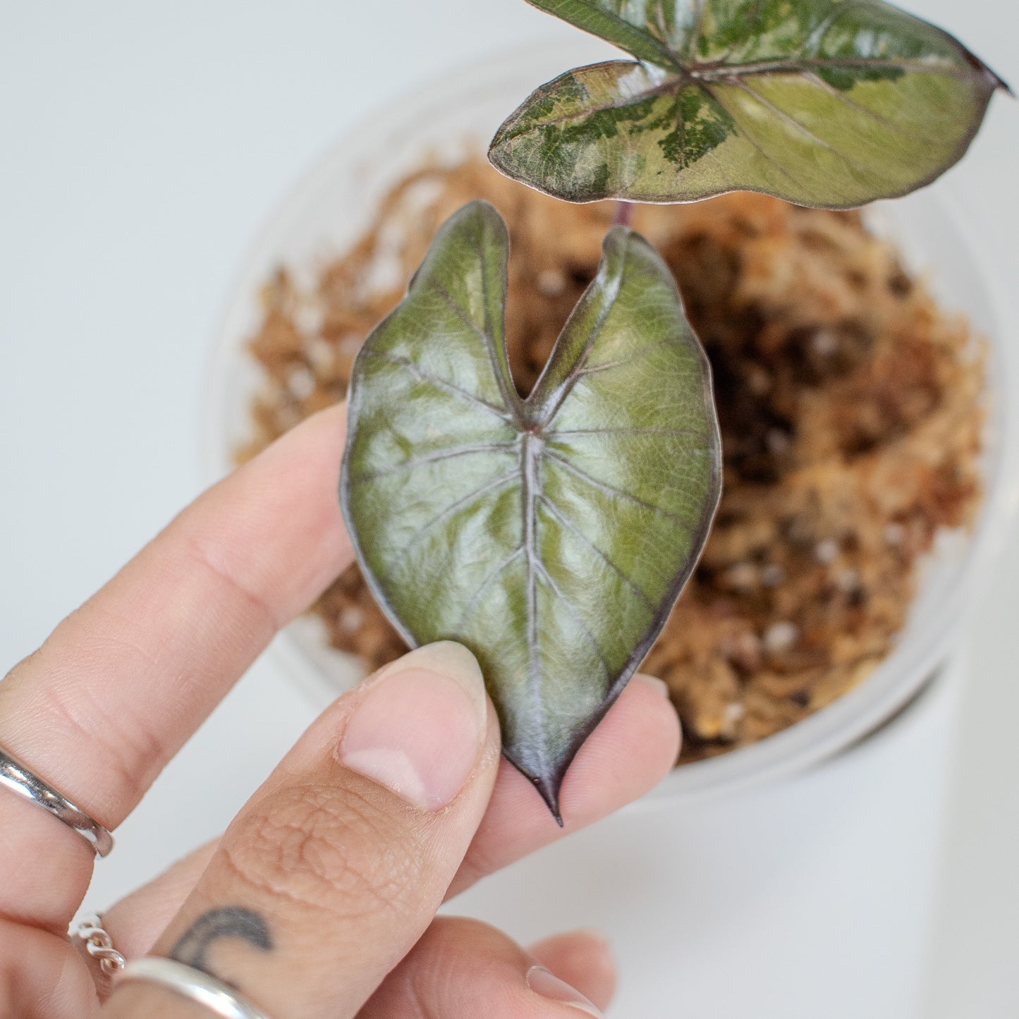 Alocasia Yucatan Princess (2521)