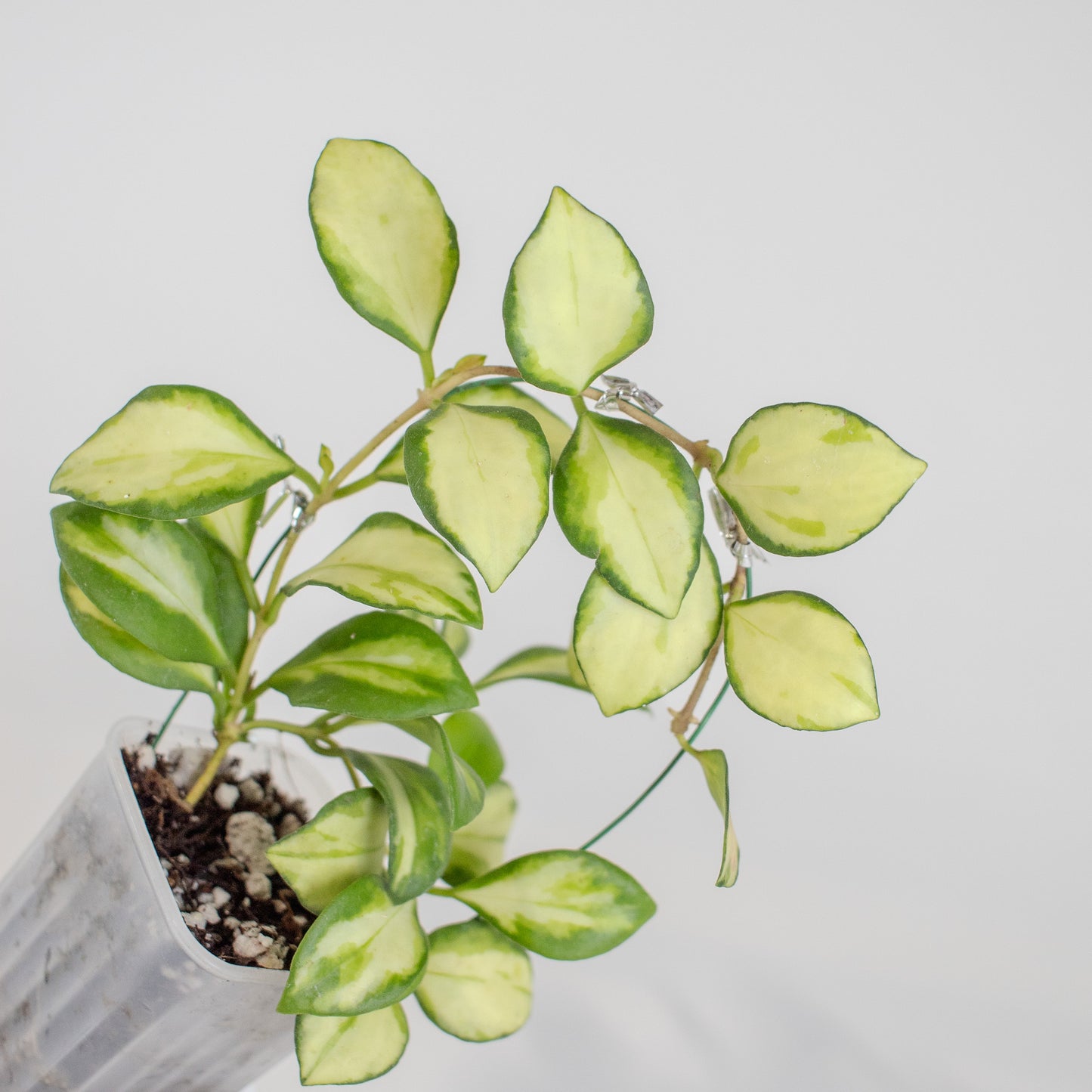 Hoya Heuschkeliana Inner Variegated (2511)