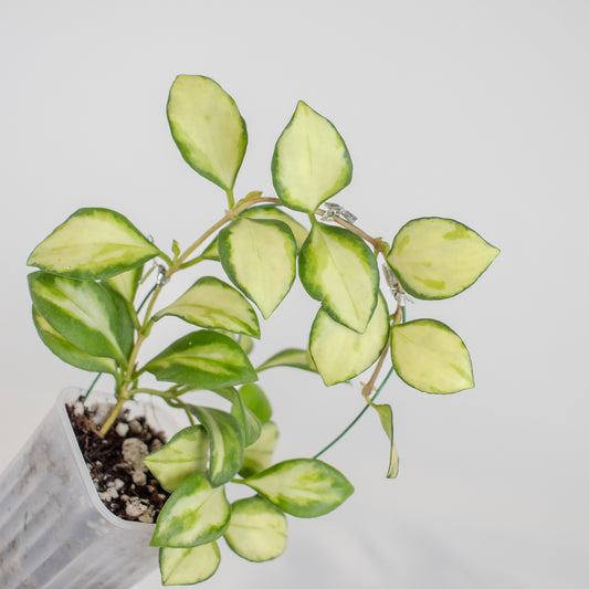 Hoya Heuschkeliana Inner Variegated (2511)