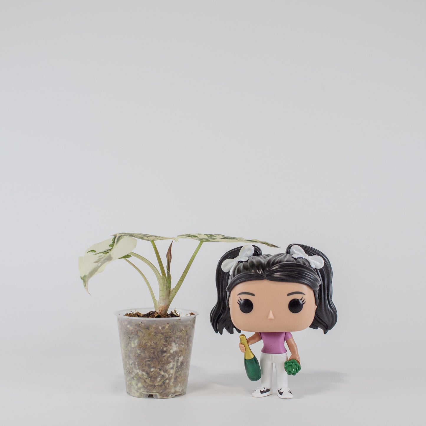 Alocasia Wentii Albo/Pink Variegated (2503)