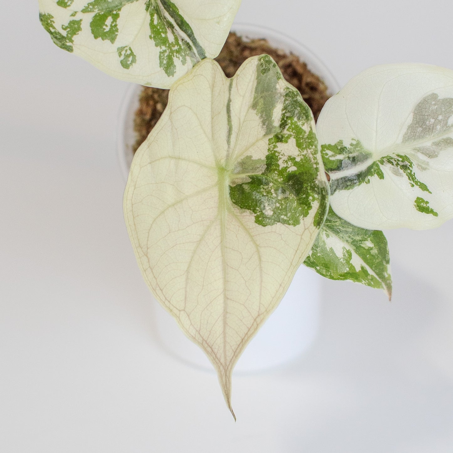 Alocasia Wentii Albo/Pink Variegated (2503)
