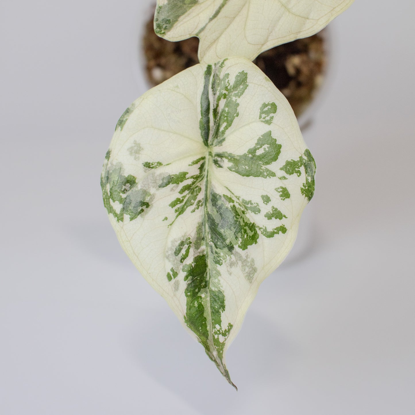 Alocasia Wentii Albo/Pink Variegated (2503)