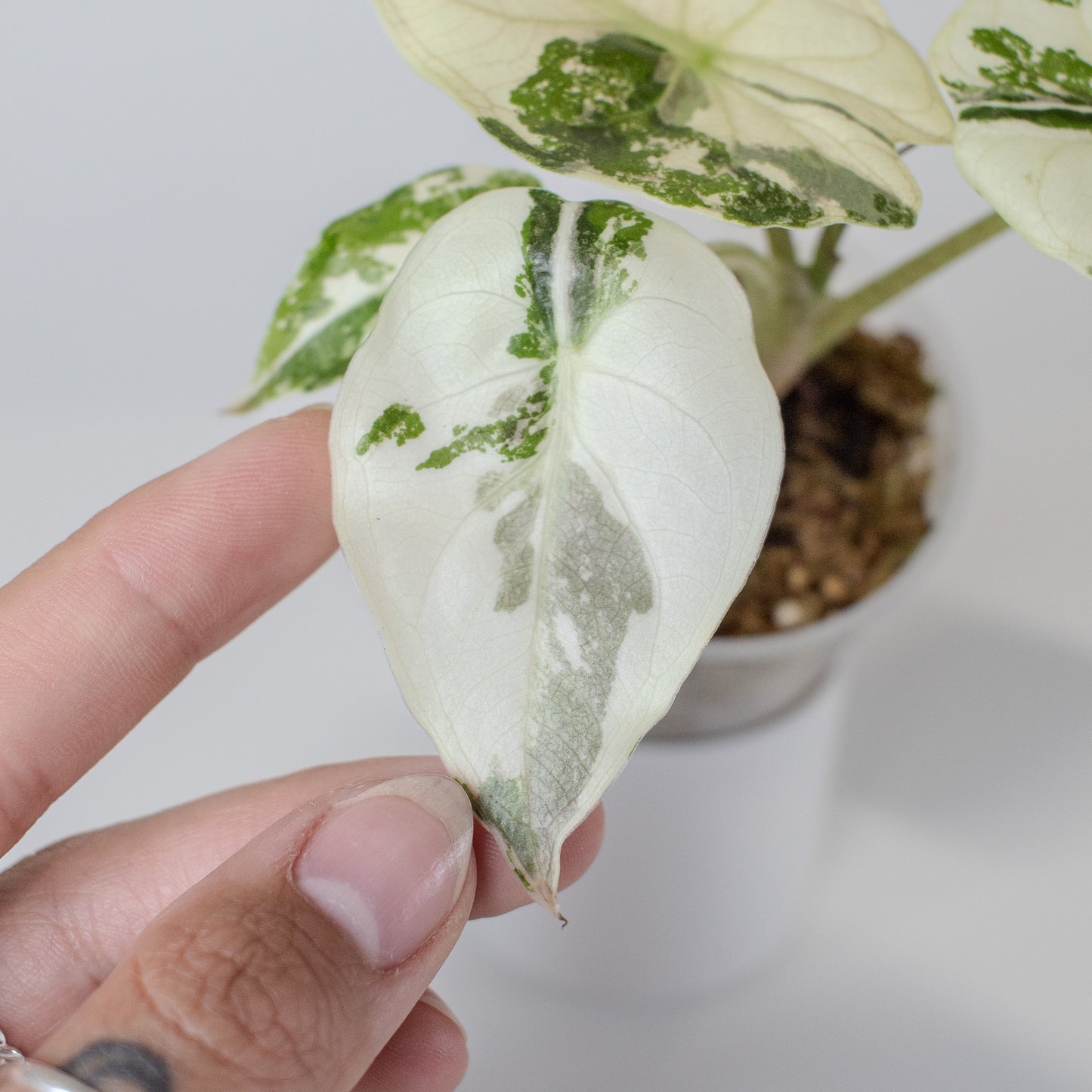 Alocasia Wentii Albo/Pink Variegated (2503)
