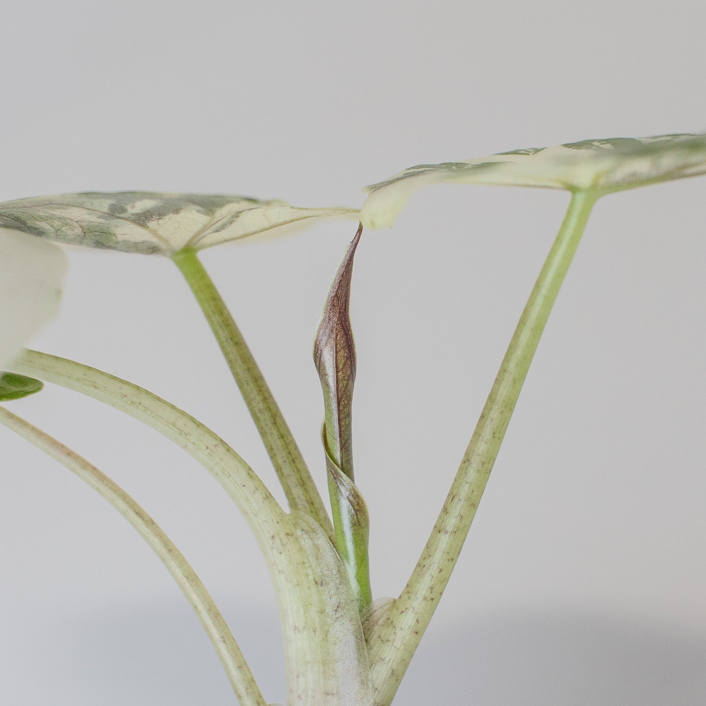 Alocasia Wentii Albo/Pink Variegated (2503)