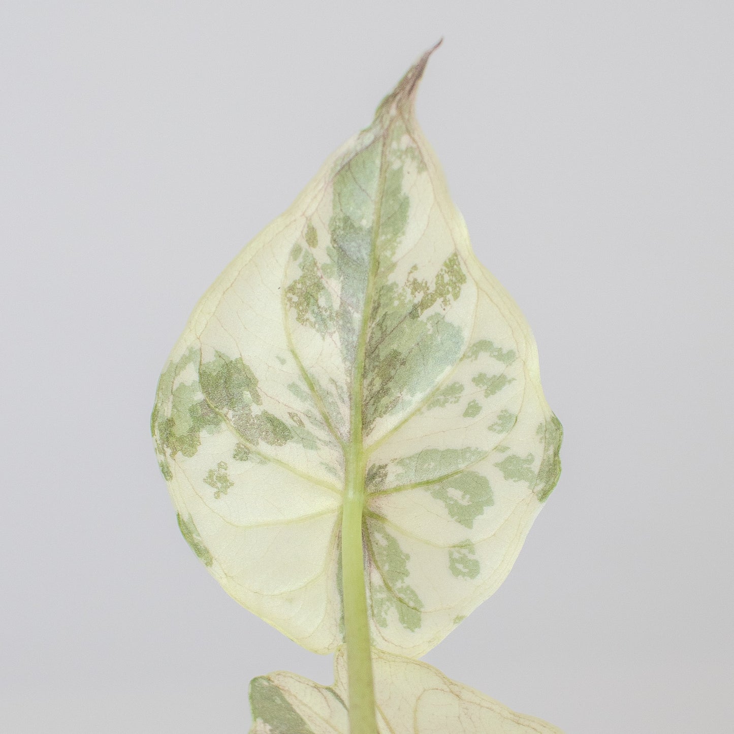 Alocasia Wentii Albo/Pink Variegated (2503)