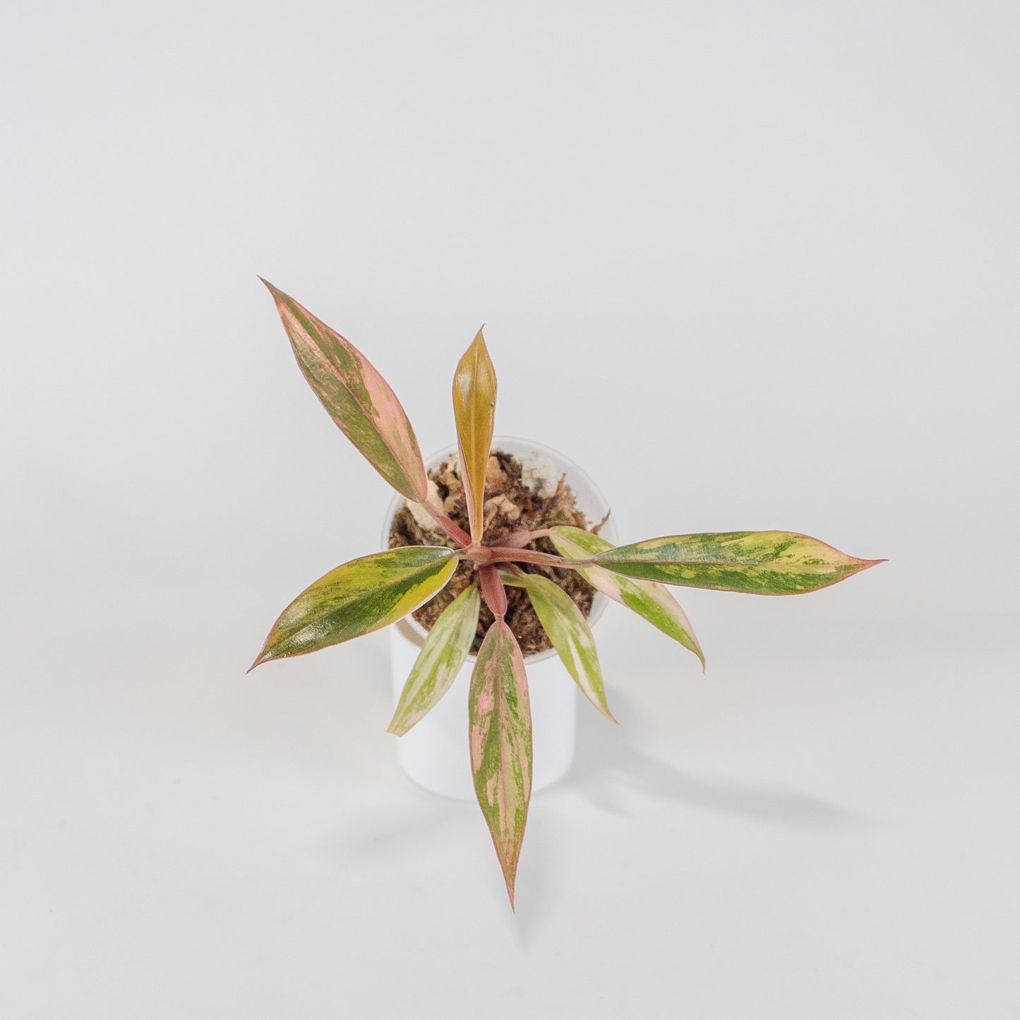 Philodendron 'Caramel Marble' Variegated (2507)