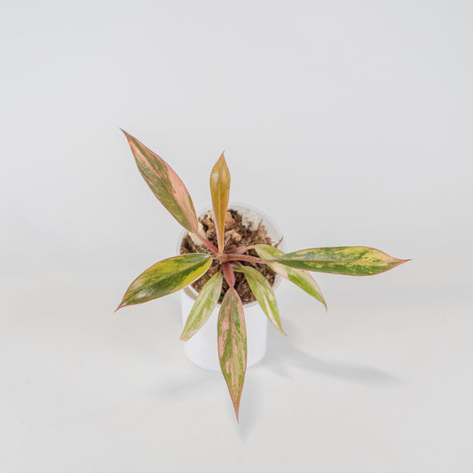 Philodendron 'Caramel Marble' Variegated (2507)
