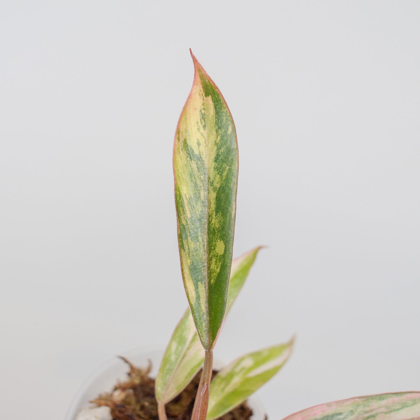 Philodendron 'Caramel Marble' Variegated (2507)