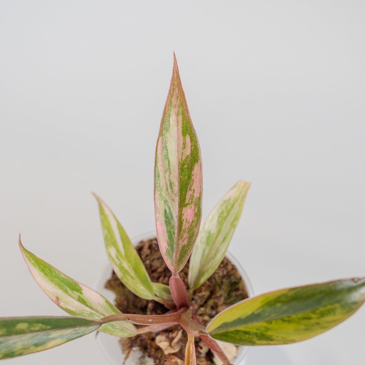 Philodendron 'Caramel Marble' Variegated (2507)