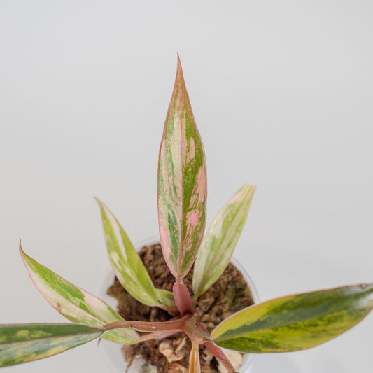 Philodendron 'Caramel Marble' Variegated (2507)