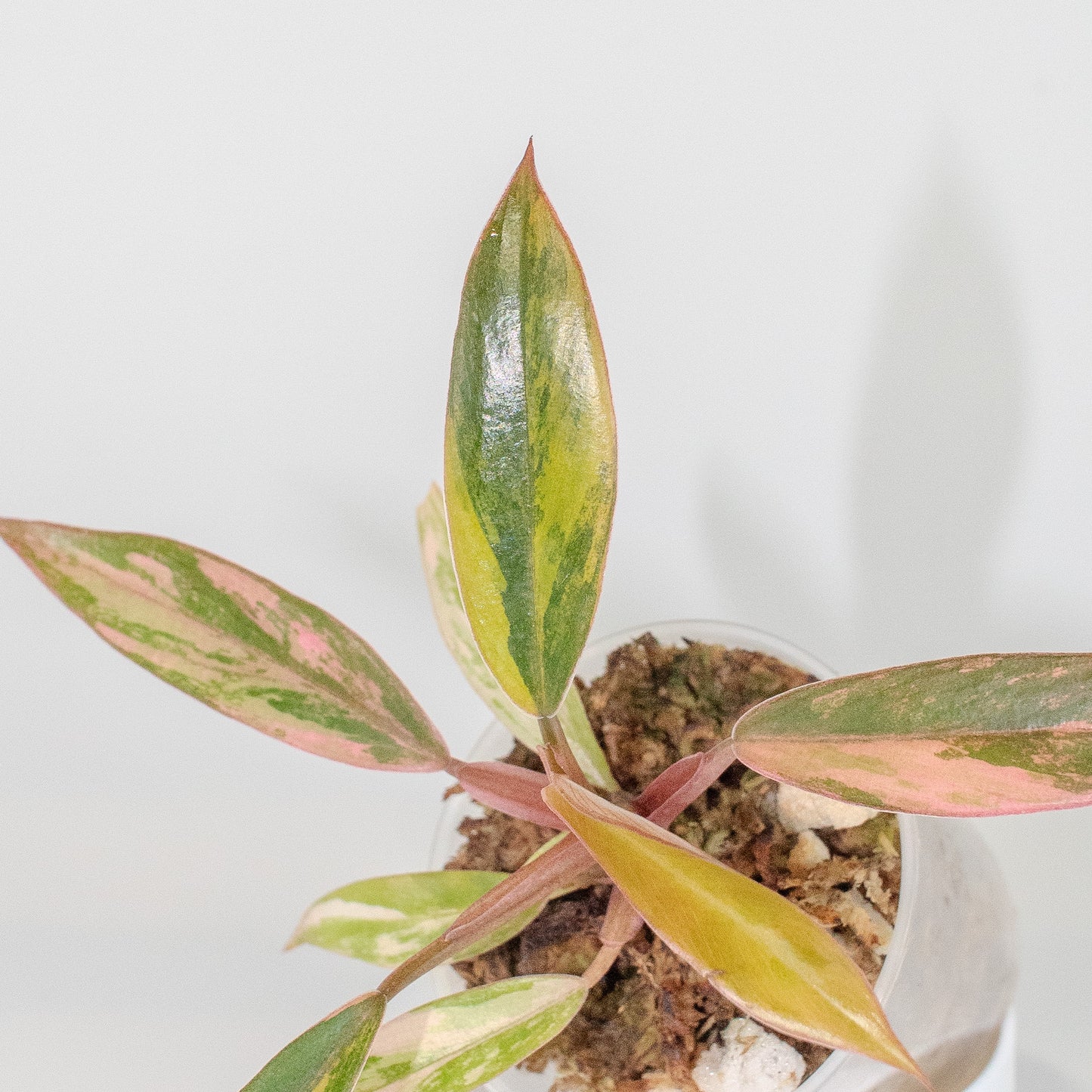 Philodendron 'Caramel Marble' Variegated (2507)