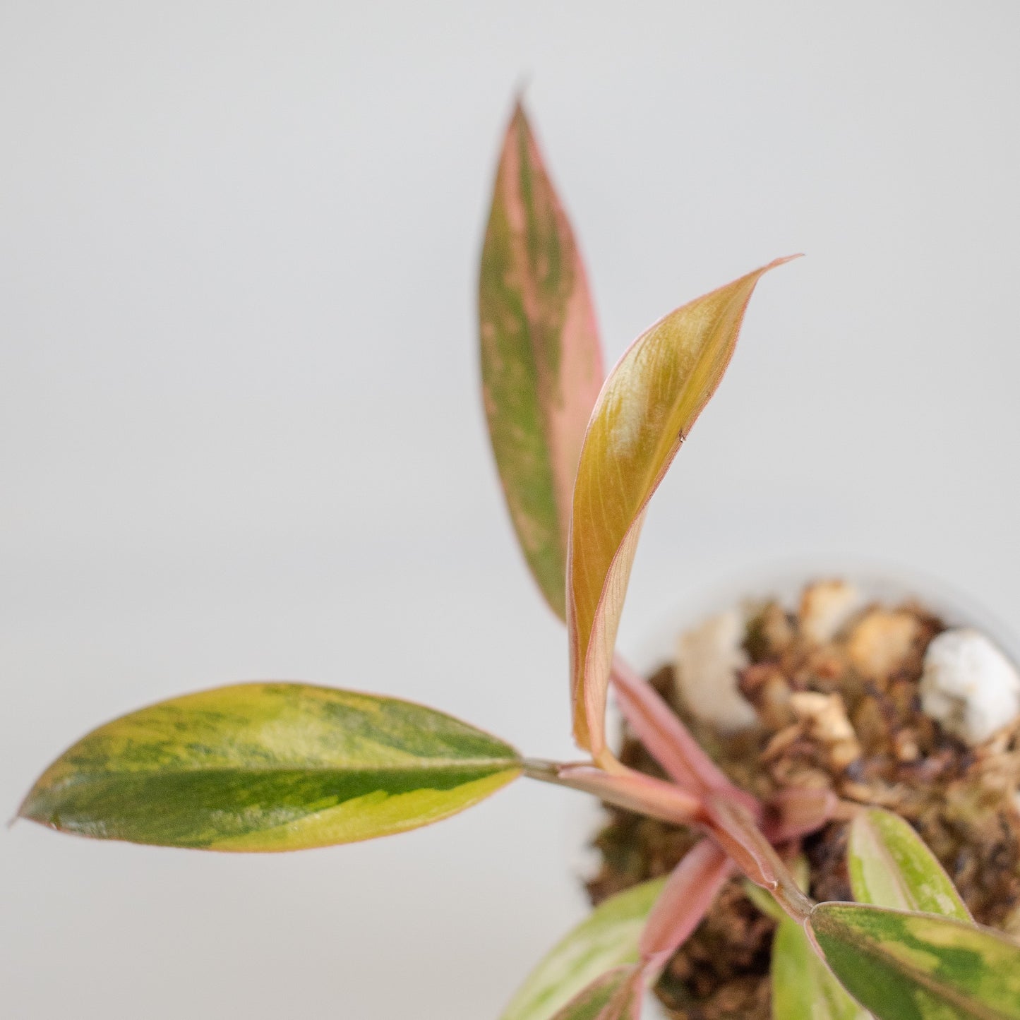 Philodendron 'Caramel Marble' Variegated (2507)