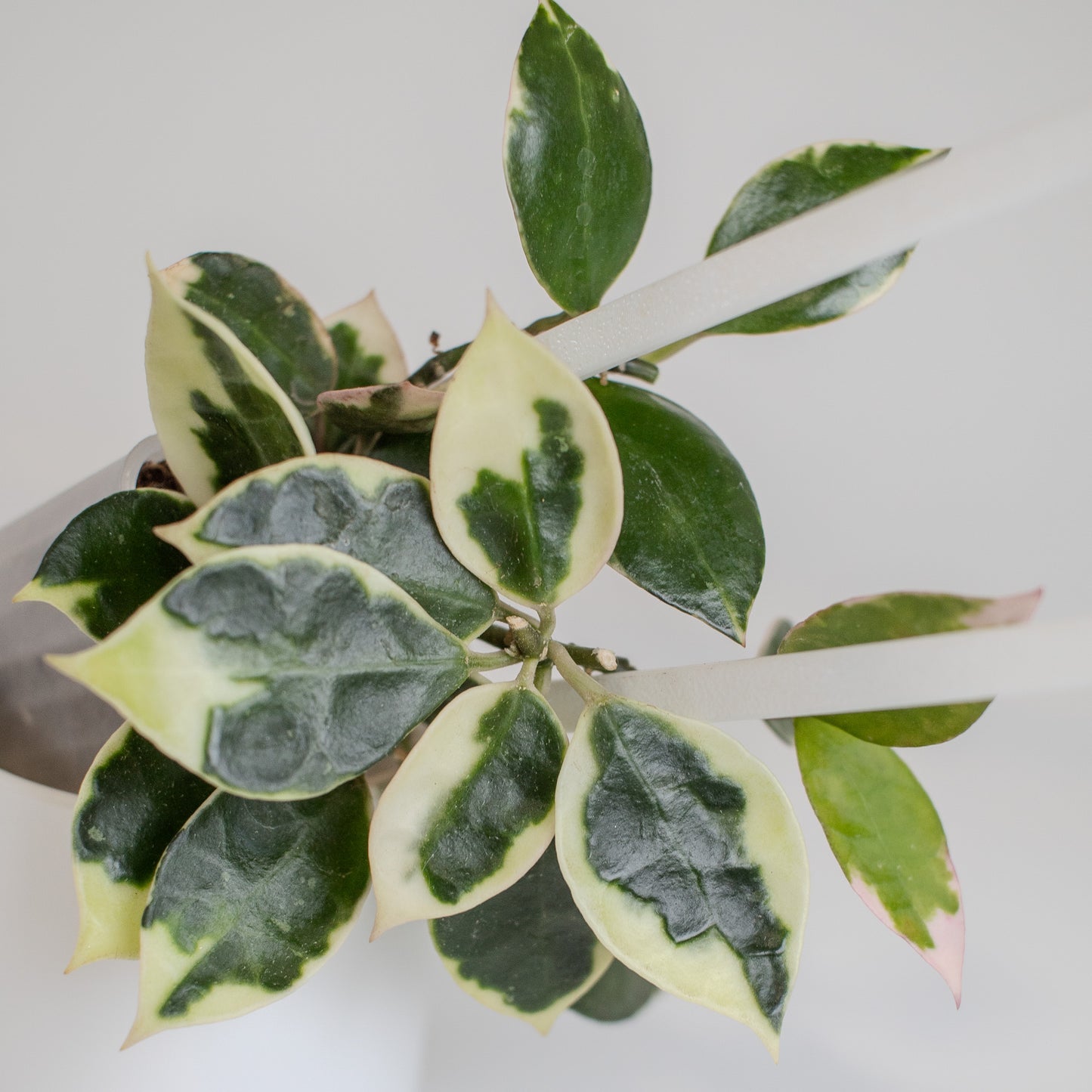 Hoya Lacunosa 'Asami' (2512)