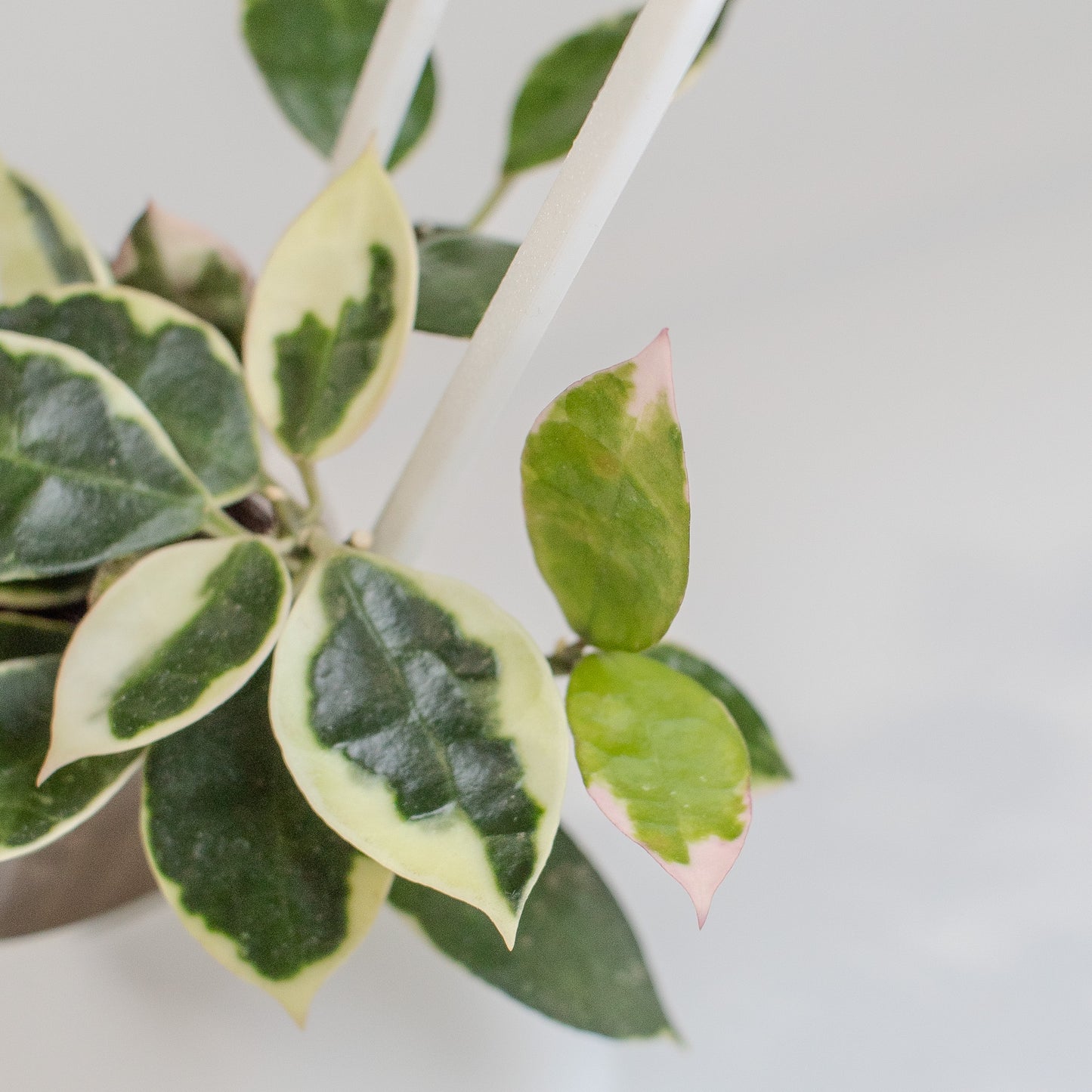 Hoya Lacunosa 'Asami' (2512)