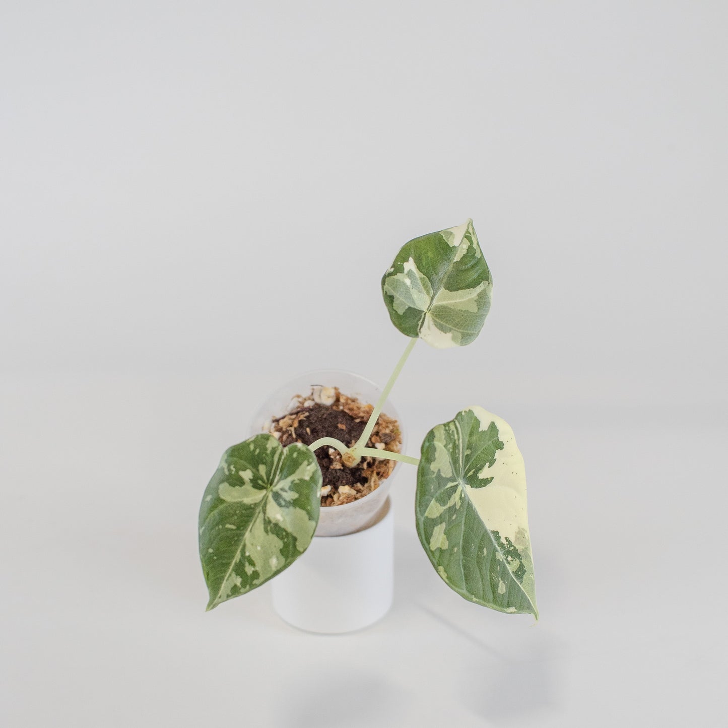 Alocasia 'Maharani' Albo Variegated (2513)