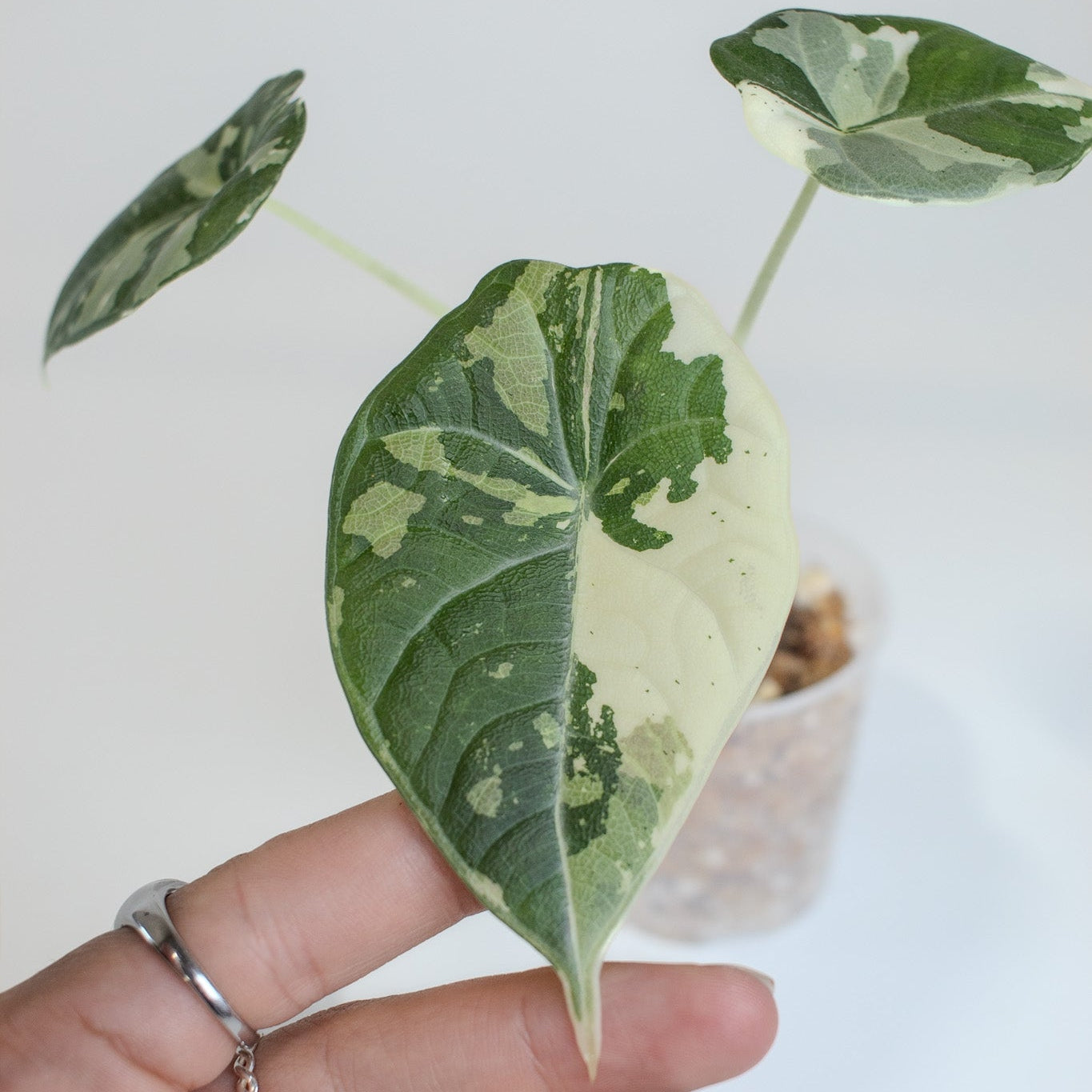 Alocasia 'Maharani' Albo Variegated (2513)