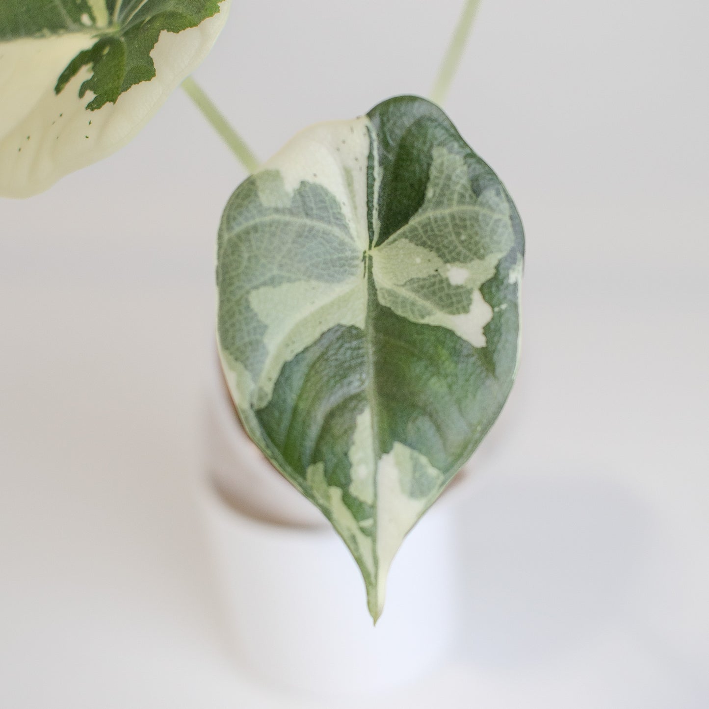 Alocasia 'Maharani' Albo Variegated (2513)