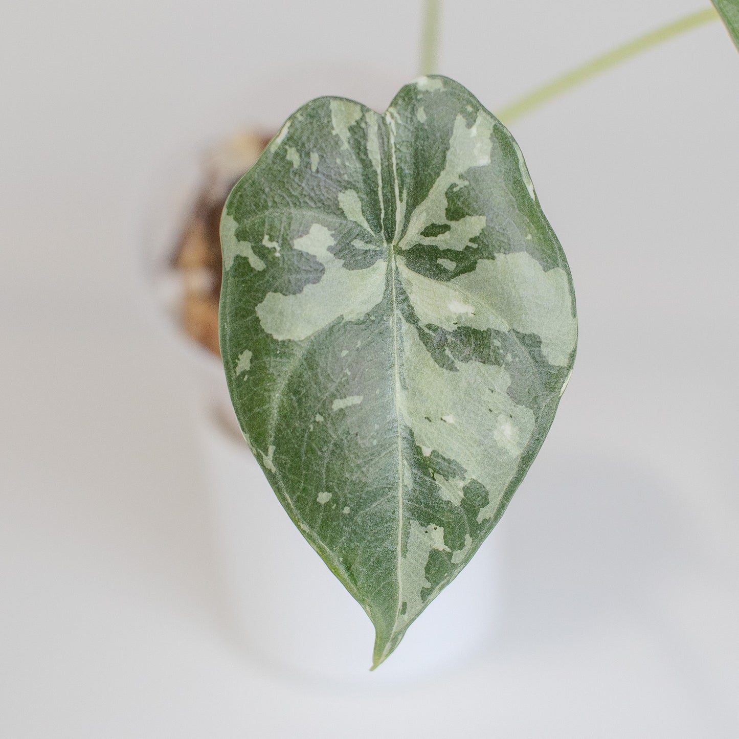 Alocasia 'Maharani' Albo Variegated (2513)