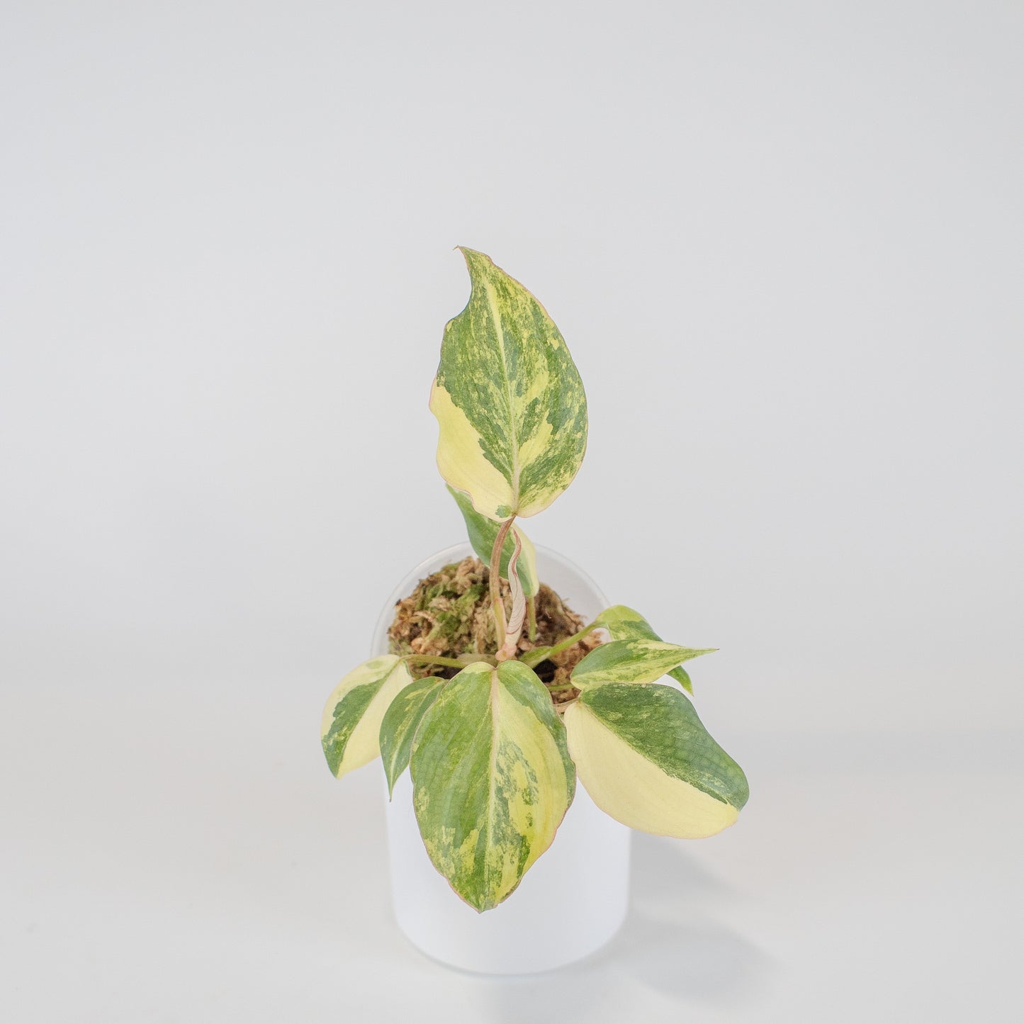 Philodendron Gloriosum Variegated Type 2 (2509)