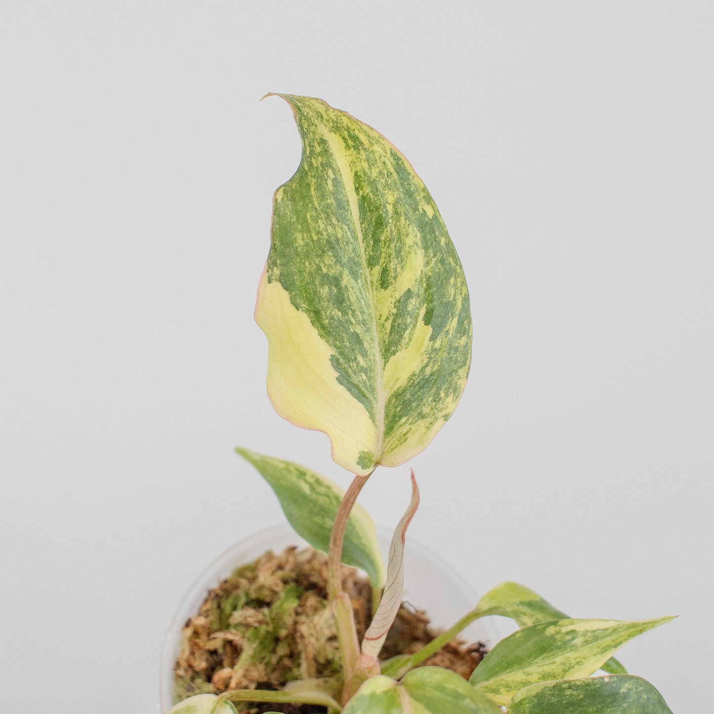 Philodendron Gloriosum Variegated Type 2 (2509)
