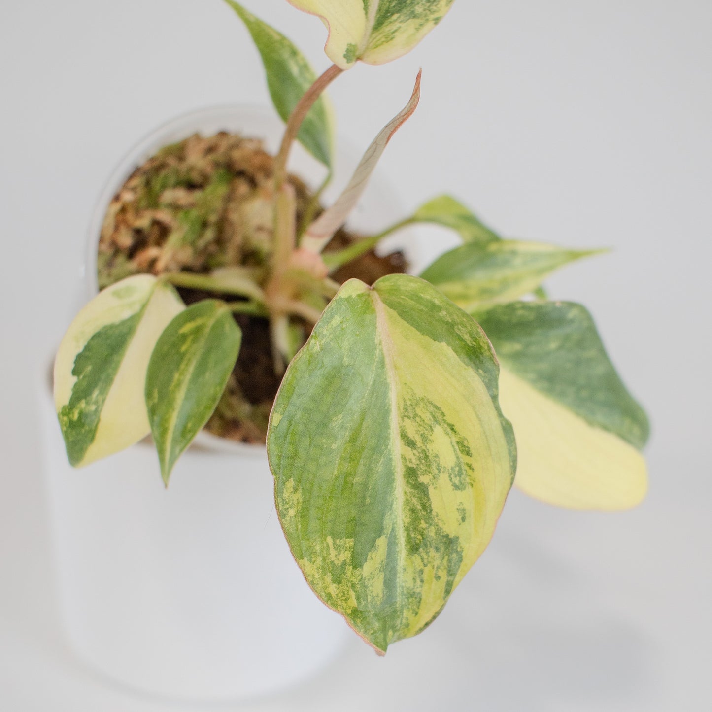 Philodendron Gloriosum Variegated Type 2 (2509)