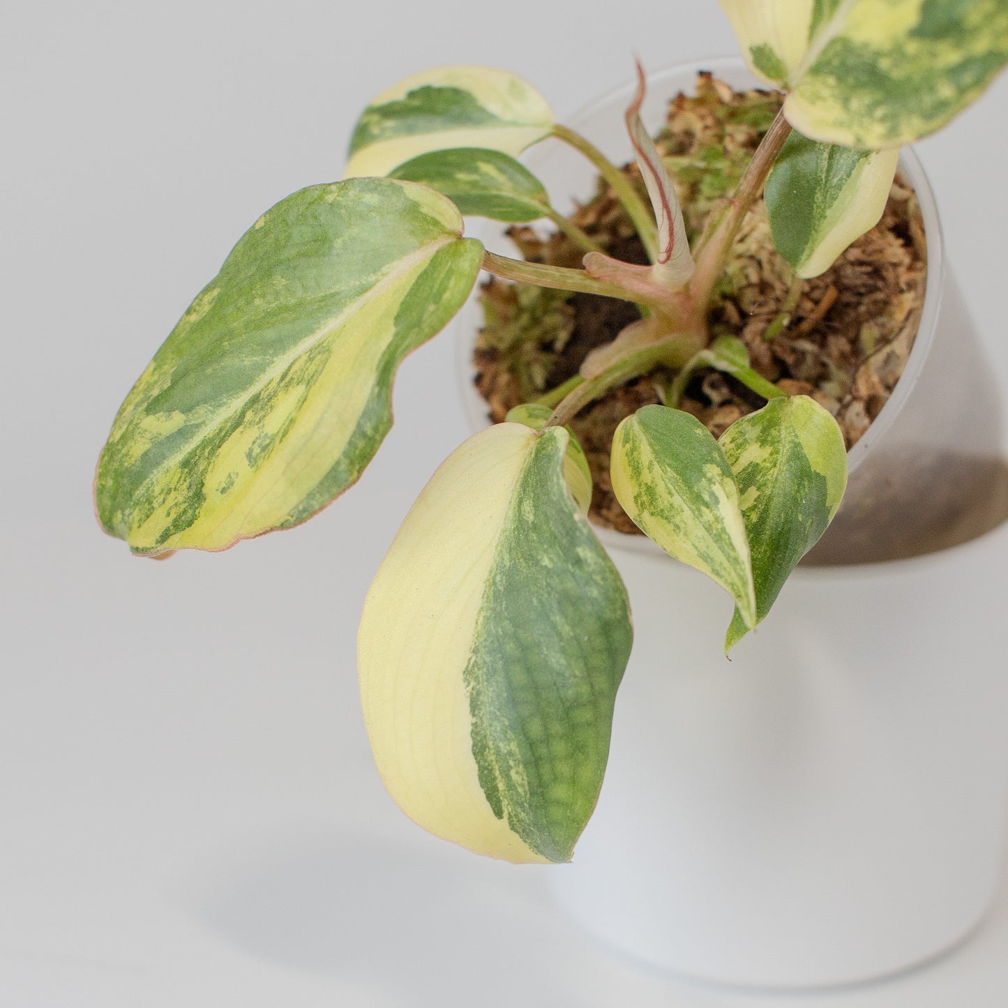 Philodendron Gloriosum Variegated Type 2 (2509)