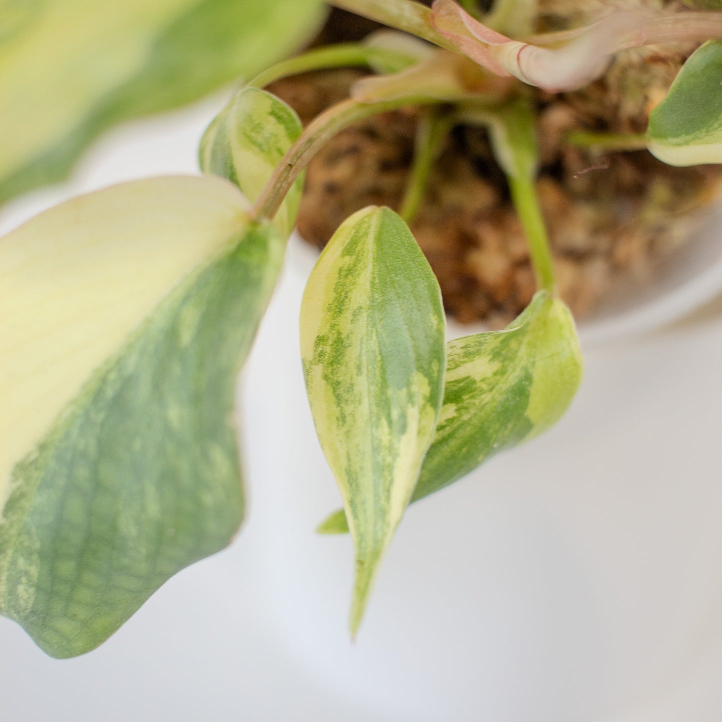 Philodendron Gloriosum Variegated Type 2 (2509)