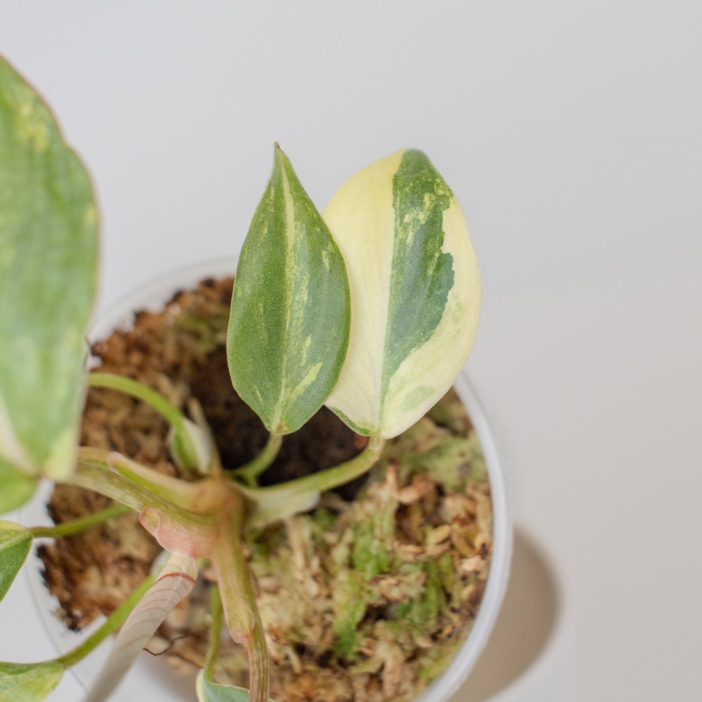 Philodendron Gloriosum Variegated Type 2 (2509)